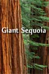 Watch Giant Sequoia