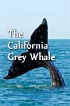 Watch The California Gray Whale